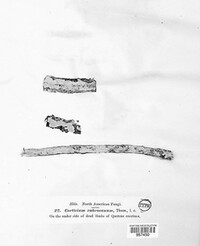 Corticium rubrocanum image